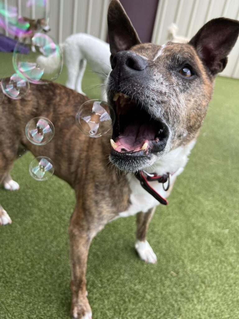 Playtime With Purpose