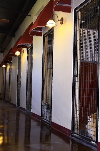 Luxury Dog Suites