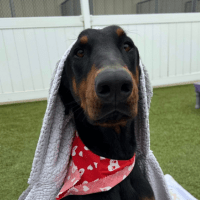 Dog Suites